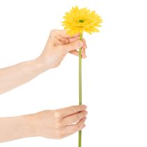 tételeket Műgerbera virágok, napsárga, kerti virág, 47 cm, 6 darab