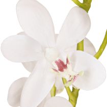 tételeket Műorchideák Fehér Virág Ø3,5–5cm H38cm 2db