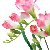 tételeket Műkerti virágok Fresia Pink 58cm
