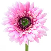 tételeket Művirágok Gerbera Kert Művirágok Pink 47cm