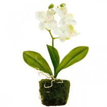 Mesterséges orchideák Művirág orchidea fehér 20cm