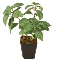 tételeket Mesterséges bazsalikom cserepes fűszernövények zöld színben H22cm