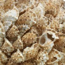 Kagyló dekoráció golyós tengeri csigák Tengeri dekoráció függesztéséhez Ø18cm