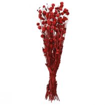 tételeket Globe amarant Gomphrena Globosa sötétvörös színben L45cm 100g