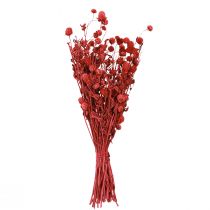 tételeket Gömb alakú amaránt (Gomphrena globosa), piros, száraz, 45 cm, 100 g