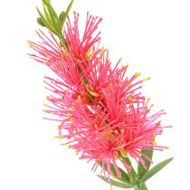 tételeket Művirág Red Carmine Hengertisztító 70cm 3db