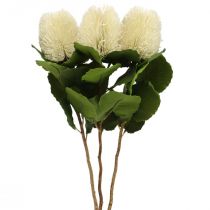 Művirágok, Banksia, Proteaceae Krémfehér L58cm H6cm 3db