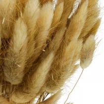 Lagurus szárított nyúlfarkú fű 65-70cm 100g