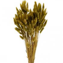 Lagurus szárított nyúlfarkfű olíva 65-70cm 100g