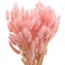 tételeket Lagurus szárított nyúlfarkfű világos rózsaszín 65-70cm 100g