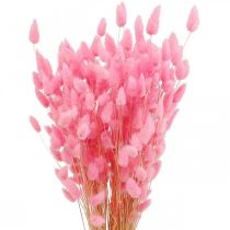 Lagurus szárított nyúlfarkfű rózsaszín 65-70cm 100g