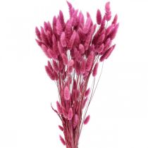 Lagurus szárított nyúlfarkfű lila 65-70cm 100g