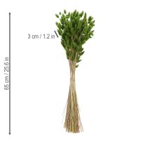 tételeket Szárított Lagurus (nyúlfarkfű) 65-70 cm 75 g