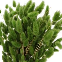 tételeket Szárított Lagurus (nyúlfarkfű) 65-70 cm 75 g