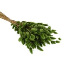 tételeket Szárított Lagurus (nyúlfarkfű) 65-70 cm 75 g