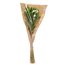 tételeket Szárított Lagurus (nyúlfarkfű) 65-70 cm 75 g