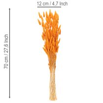 tételeket Lagurus bársonyfű csokor, szárított, 70 cm, 100g