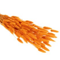 tételeket Lagurus bársonyfű csokor, szárított, 70 cm, 100g