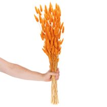 tételeket Lagurus bársonyfű csokor, szárított, 70 cm, 100g