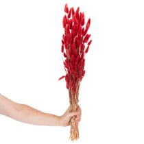 tételeket Szárított Lagurus csokor, szárított virágdísz, 70cm, 100g