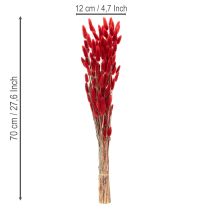 tételeket Szárított Lagurus csokor, szárított virágdísz, 70cm, 100g