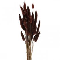 Száraz virágkötő, díszfű, Lagurus Brown L35–50cm 25g