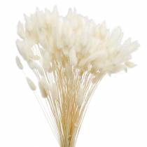Szárított virág Lagurus Lámpatisztító Fű Fehérített 100g