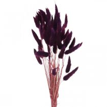 tételeket Bársonyfű lila, nyúlfarkú fű, Lagurus L18-50cm 25g