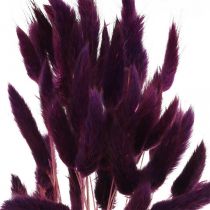 Bársonyfű lila, nyúlfarkú fű, Lagurus L18-50cm 25g