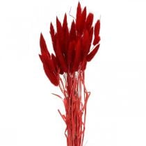 Dekoratív fűvörös, lagurus, bársonyfű, száraz virágkötő L30-50cm 20g