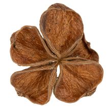 tételeket Landlotus Nature 50 db