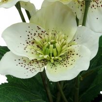 Nagyböjti rózsa Hellebore karácsonyi rózsacserepes művirágok H25cm fehér