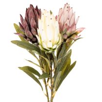 tételeket Protea művirág Leucadendron 65cm 3db