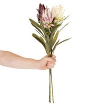 tételeket Protea művirág Leucadendron 100cm 3db