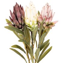 tételeket Protea művirág Leucadendron 100cm 3db