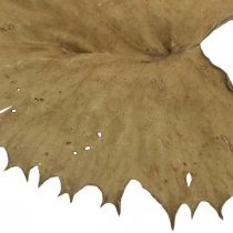 tételeket Lótuszlevél szárított natúr száraz dekoráció tavirózsa levél 50 db