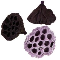 tételeket Lotus Mix Pink, Erika Ø6cm - Ø10cm 50 db