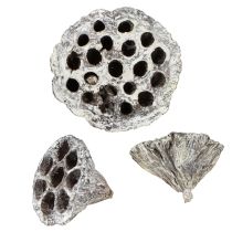 tételeket Lotos natúr dekoratív lótuszlombik fehérre mosott 6-8 cm 50 db