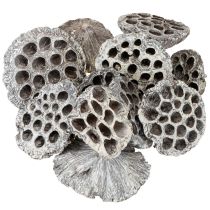 tételeket Lotos natúr dekoratív lótuszlombik fehérre mosott 6-8 cm 50 db