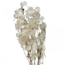 Lunaria szárított virágok holdibolya ezüstlevél szárított 60-80cm 30g