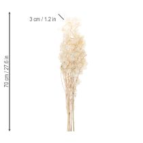 tételeket Lunaria szárított virágok, holdi ibolya, ezüstlevél, szárított, 60-80cm, 30g