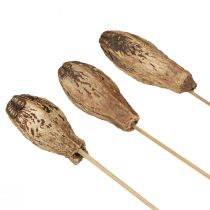 tételeket Mahagóni hüvely hüvelyek Dry Decoration Natural 45cm 50 db