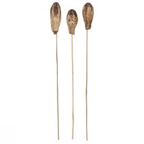 tételeket Mahagóni hüvely hüvelyek Dry Decoration Natural 45cm 50 db