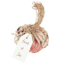 tételeket Tengerészeti díszkagyló-keverék hálóban, színes, 3,5-6 cm, 300 g × 3 darab