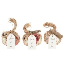 tételeket Tengerészeti díszkagyló-keverék hálóban, színes, 3,5-6 cm, 300 g × 3 darab