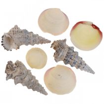 Tengeri dekorációs kagylók Csigahéjak Streudeko 600g