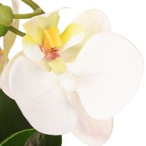 tételeket Mini orchideák fehér mesterséges orchideák cserépben 15cm