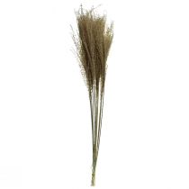 tételeket Miscanthus kínai ezüstfű dísznövény szárított fű 75cm 10 db