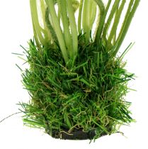 tételeket Mákfehér a fűben 23cm