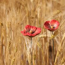 tételeket Kerámia Pipacs Virág Romantikus Dekoráció Tavaszi Kertbe és Virágágyásokba 31cm 6 db